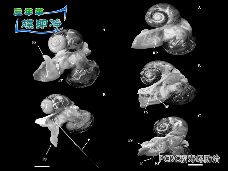 福寿螺(Pomacea canaliculata)性畸变现象研究