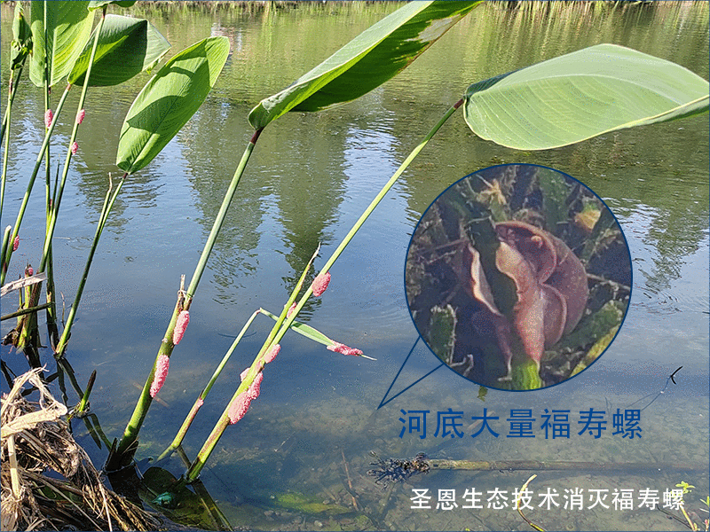 福寿螺对本土螺类（田螺）的冲击影响