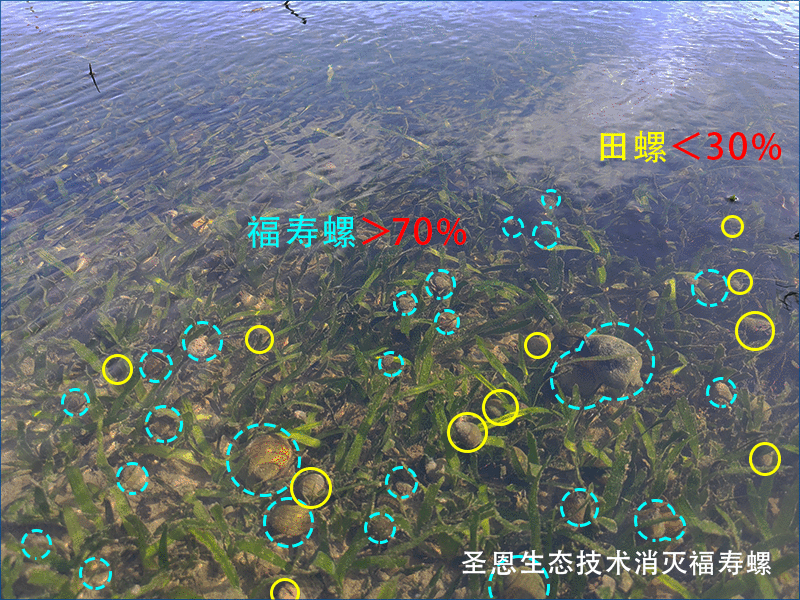 福寿螺的泛滥正严重挤压本土螺类（田螺）的生存空间
