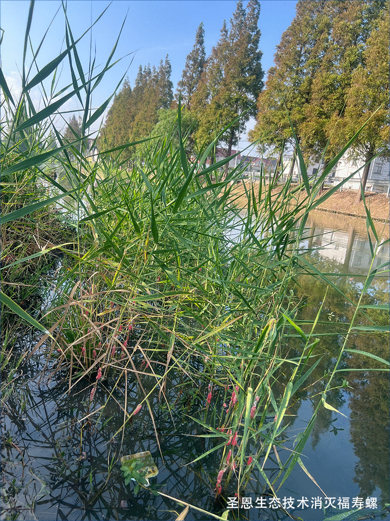 河道里的福寿螺，正在&ldquo;围剿&rdquo;鱼虾！