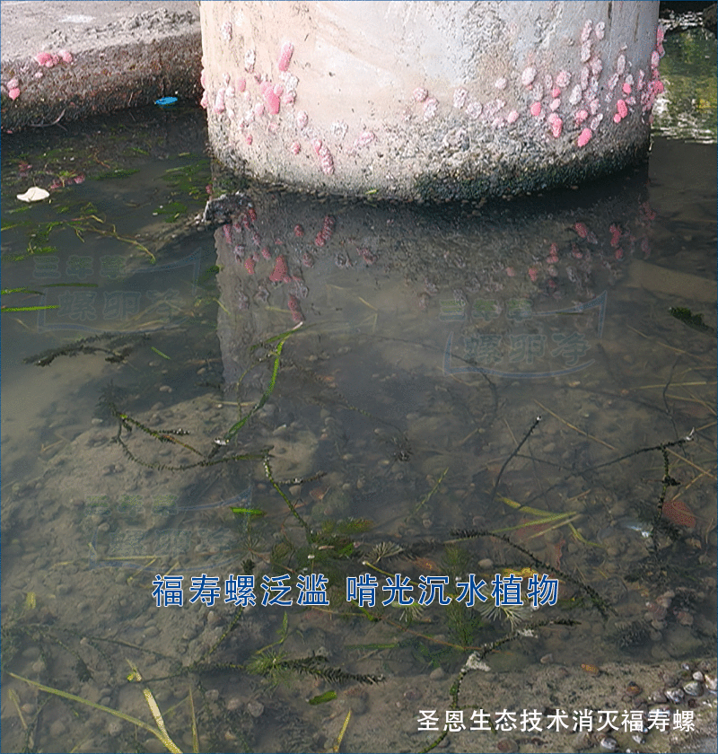 碧波之殇：福寿螺对河道沉水植物的危害与绿色防控之道