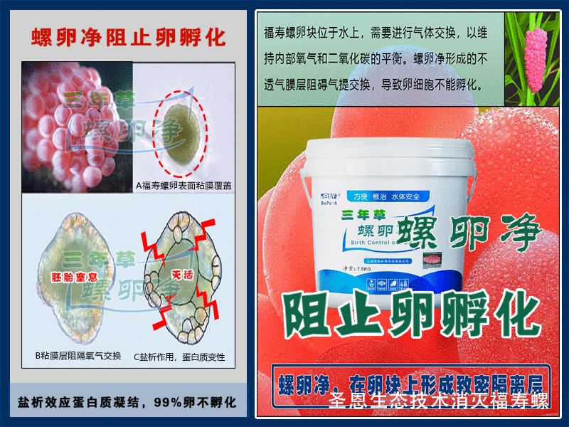 PCBC三年草螺卵净