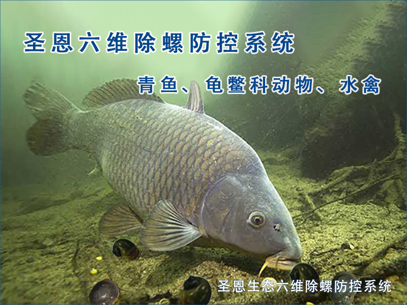 青鱼觅食福寿螺-圣恩生态六维除螺防控系统