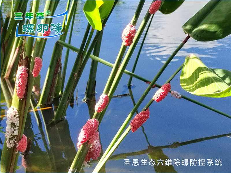 福寿螺对挺水植物的危害-圣恩生态六维除螺防控系统