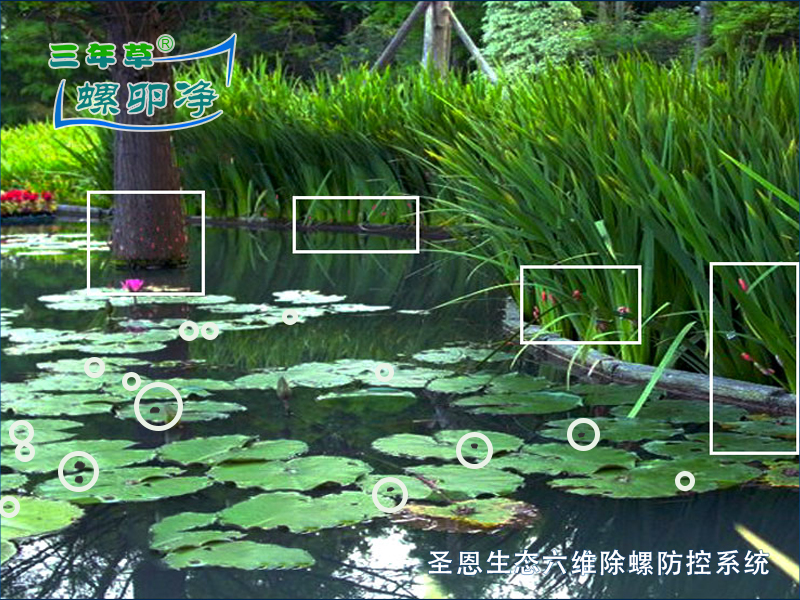 福寿螺的危害（挺水植物）-圣恩生态六维除螺防控系统