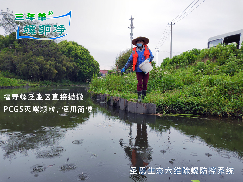 太可恶！福寿螺攻击浮叶植物的4大危害，这样治理最有效
