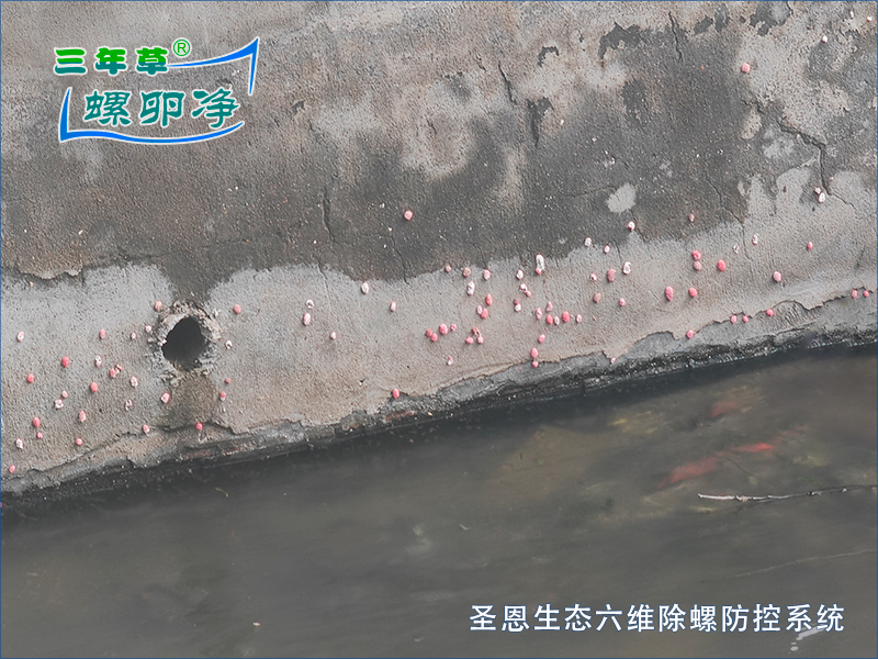 河道硬化驳岸竟成福寿螺&ldquo;温床&rdquo;-圣恩生态六维除螺防控系统