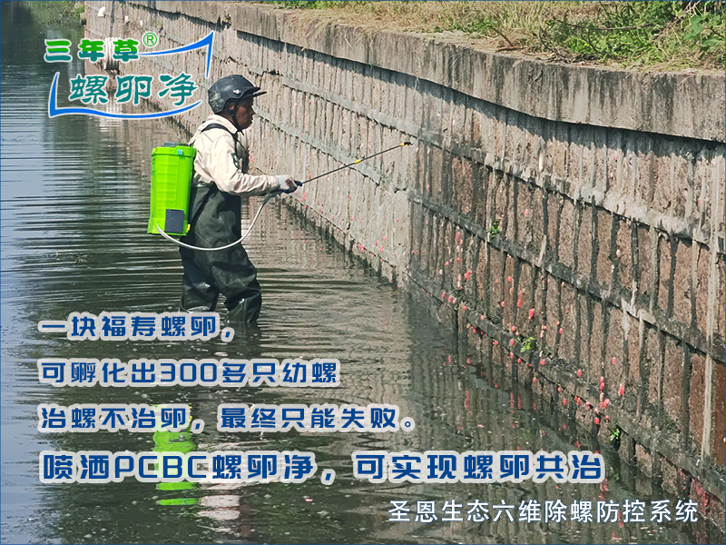 河道硬化驳岸竟成福寿螺“温床”
