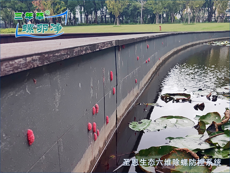 福寿螺-圣恩生态六维除卵防控系统