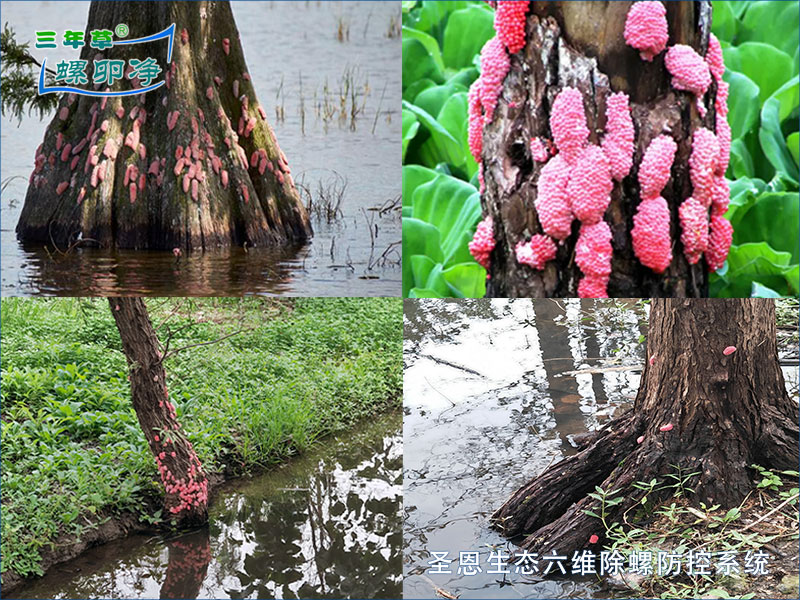 福寿螺卵对树木与河道生态的双重威胁