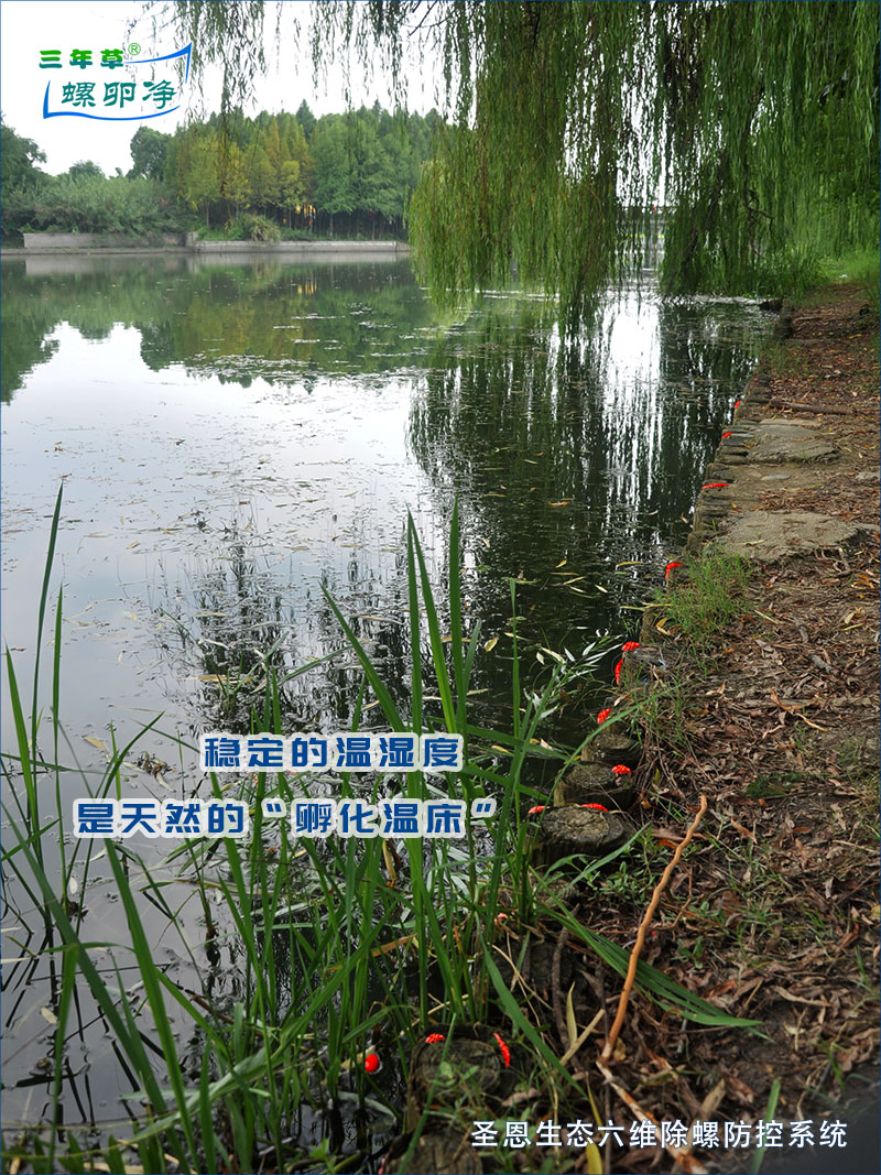 外来入侵物种福寿螺的卵2