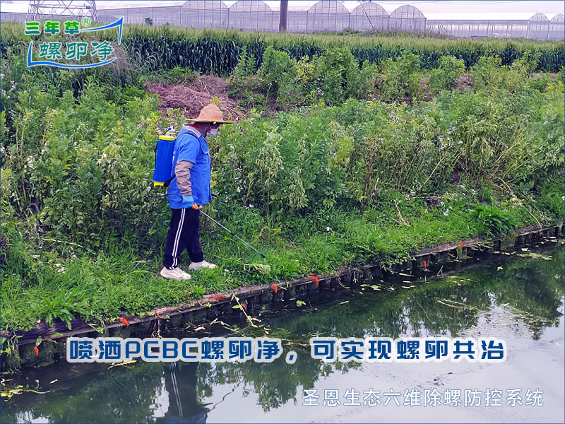 木质驳岸成福寿螺“产卵天堂”，粉红卵块正在悄悄毁掉木桩！