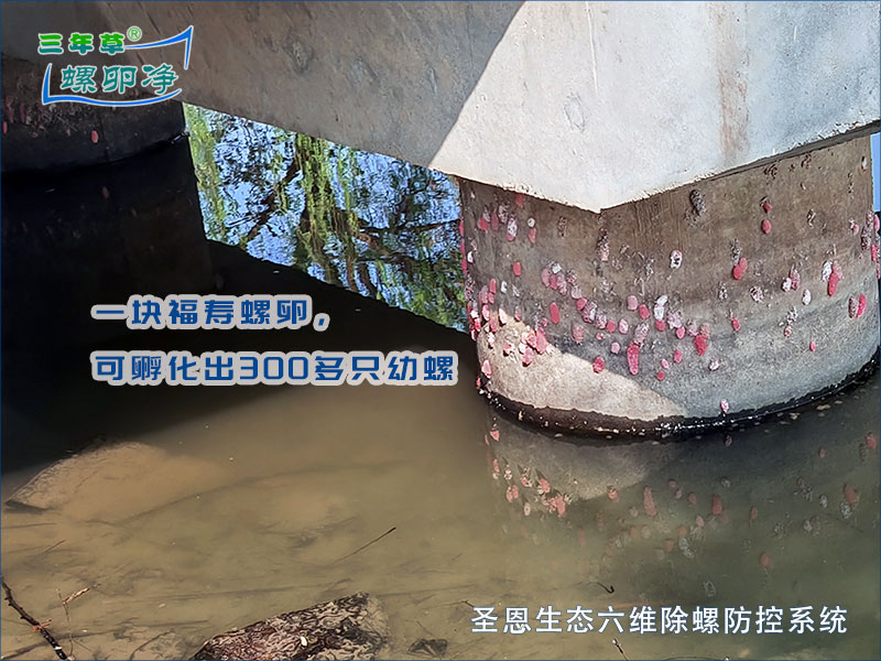 桥墩成福寿螺&ldquo;天然产房&rdquo;2