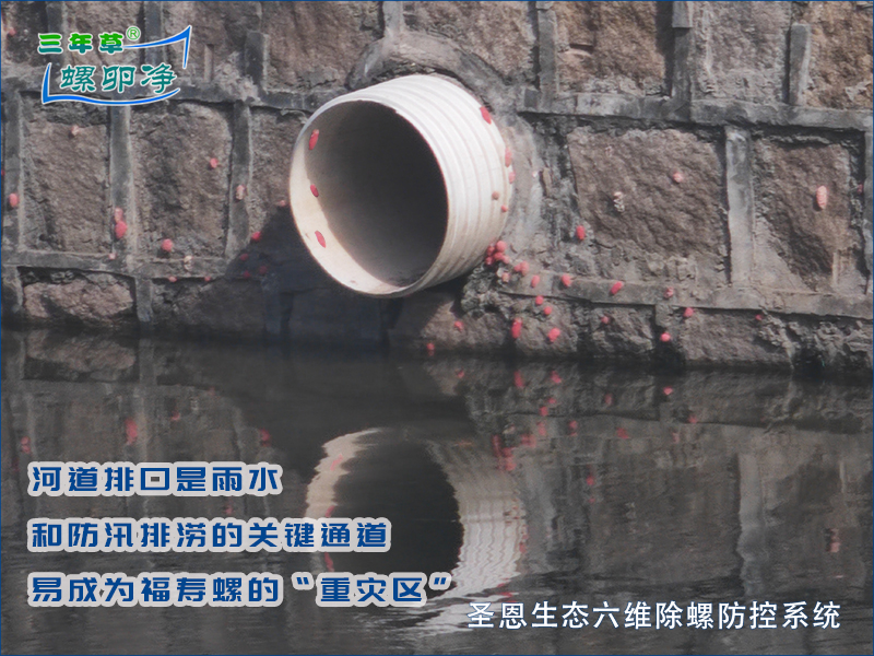 河道排口是雨水和防汛排涝的关键通道易成为福寿螺的&ldquo;重灾区&rdquo;