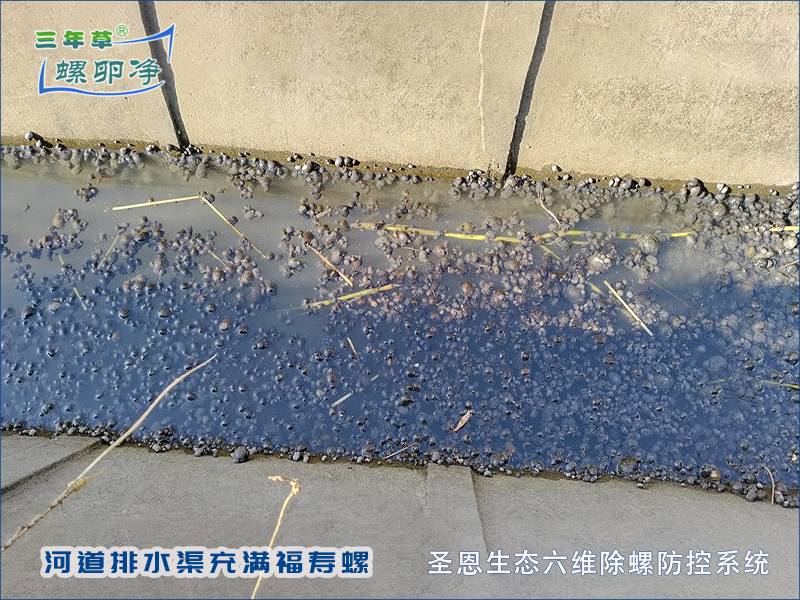 河道排水渠充满福寿螺