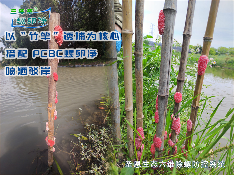 河道诱捕福寿螺：一根竹竿就够了！环保高效还能护生态