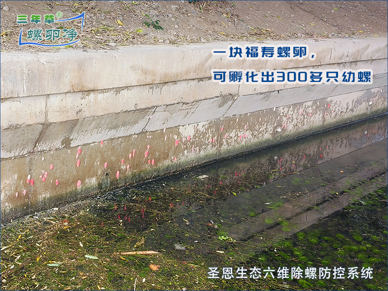 福寿螺肆虐河道：揭秘其对溶解氧的致命影响与生态灾难1