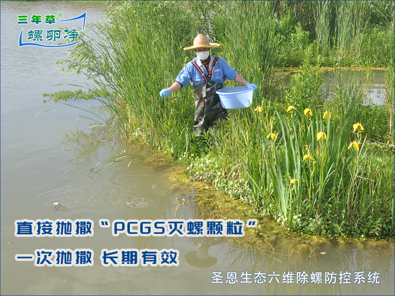 福寿螺肆虐河道：揭秘其对溶解氧的致命影响与生态灾难