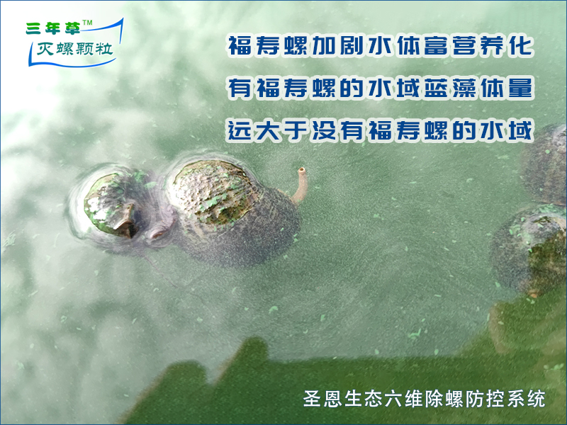 福寿螺加剧水体富营养化