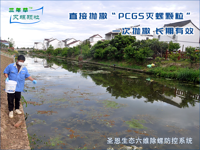 福寿螺肆虐，河道氨氮飙升！生态治理刻不容缓