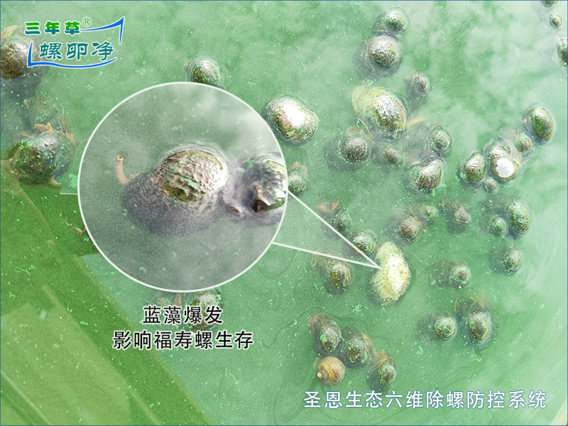 能见度与福寿螺的双向关联：藏在水体清晰度里的生态密码
