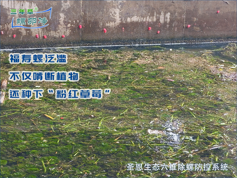 福寿螺过度觅食导致水体浑浊