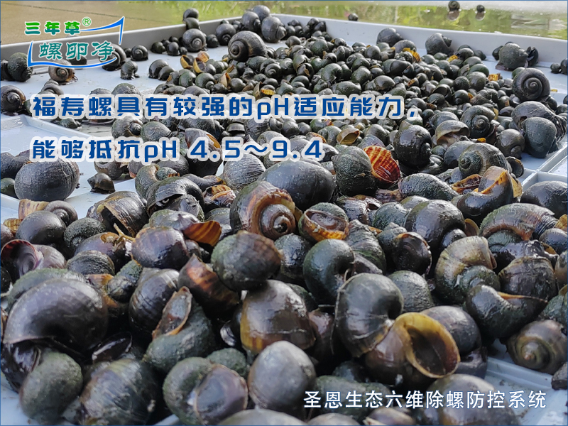 福寿螺对pH的基础耐受范围