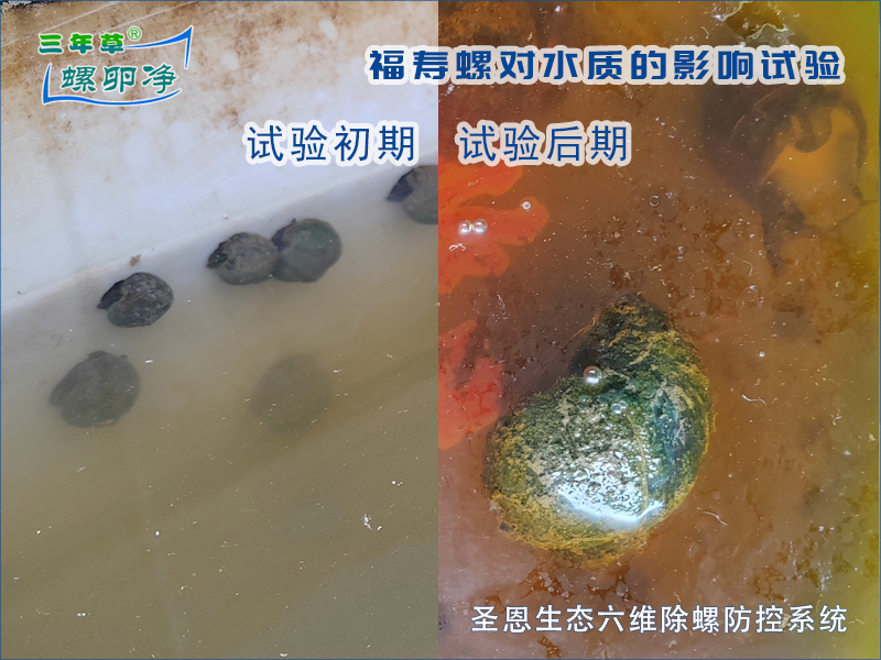 福寿螺与pH的相辅相成：一场自我强化的生态困局