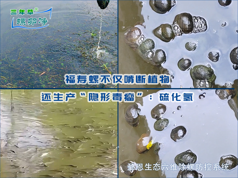 福寿螺与水中的&ldquo;隐形毒瘤&rdquo;：一场硫化氢驱动的生态灾难2