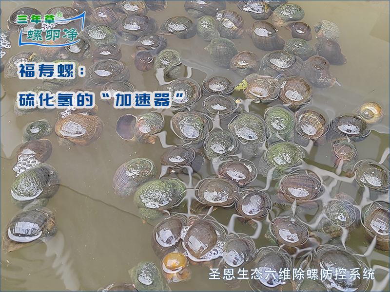 福寿螺与水中的“隐形毒瘤”：一场硫化氢驱动的生态灾难