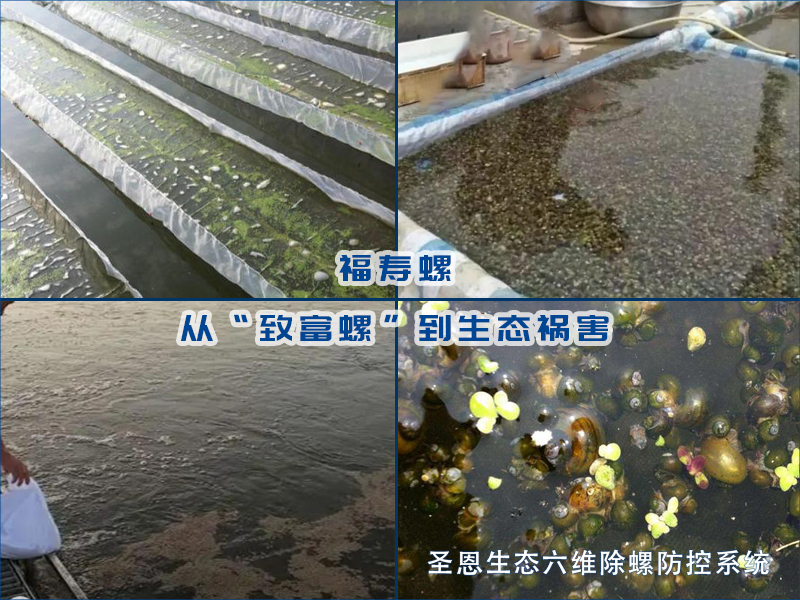 福寿螺：从&ldquo;致富螺&rdquo;到生态祸害