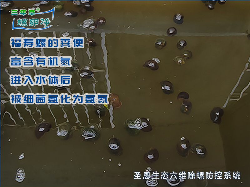 亚硝酸盐与福寿螺：一个被忽视的生态链