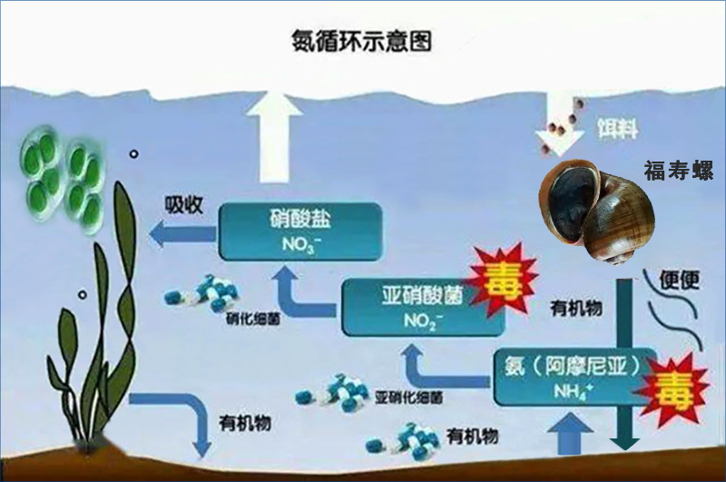福寿螺参与的氮循环
