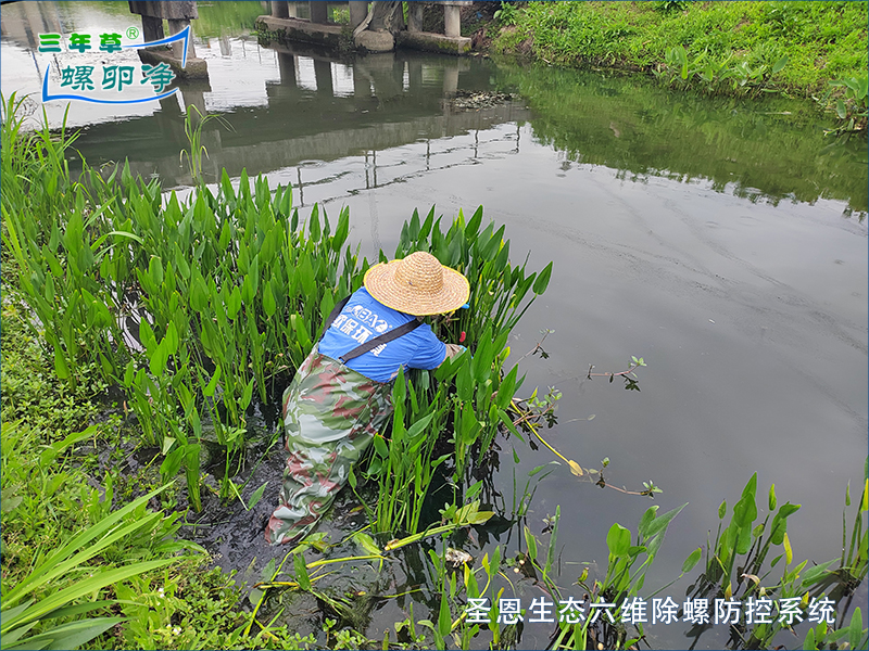 福寿螺卵刚摘完，隔天就有1