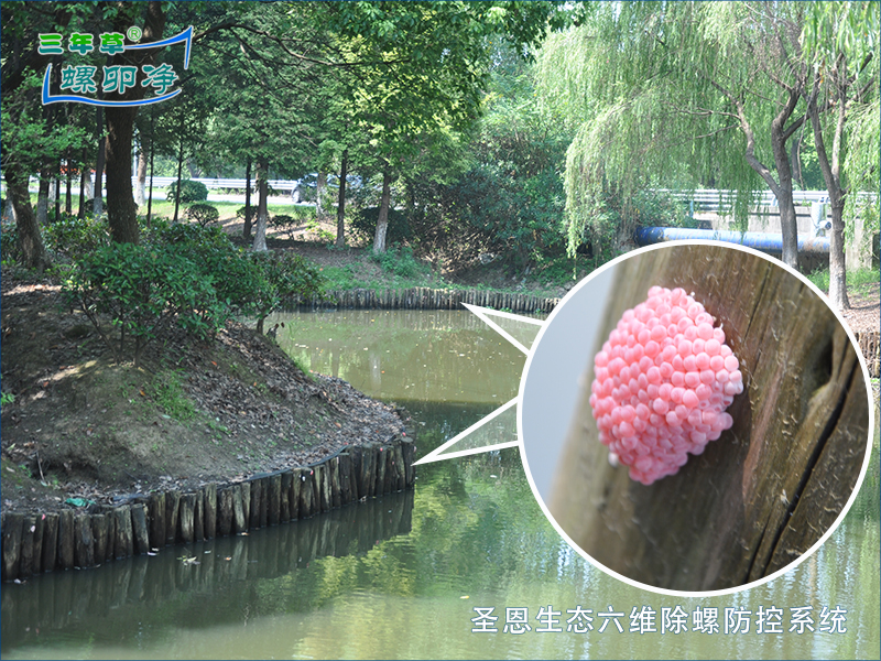 福寿螺卵刚摘完，隔天就有