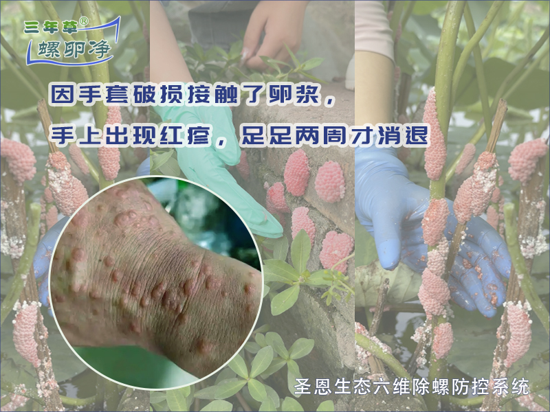 有人因为手套破损接触了卵浆，手上出现红疹，足足两周才消退