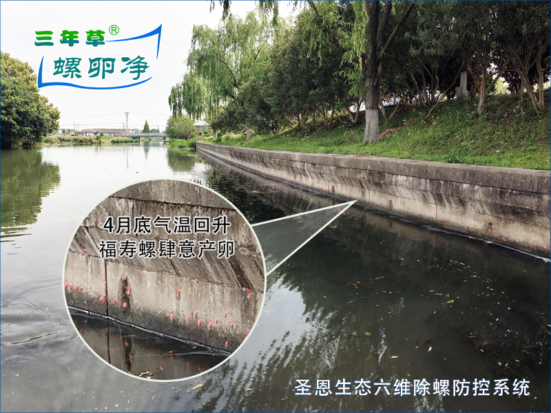 4月底福寿螺开始大量产卵繁殖后代-圣恩生态六维除螺防控系统